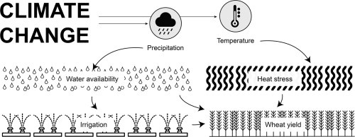 HOW CLIMATE CHANGE AFFECTS INDIA’S WHEAT PRODUCTION