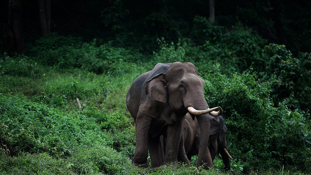 India’s National Wildlife Health Policy to Boost Surveillance