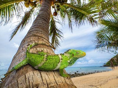 Iguanas’ 8,000 km Voyage: A Remarkable Ocean Crossing