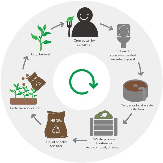 Urine-Based Green Process Converts Waste into Plant Fertilizer