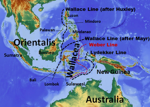 Wallace Line Explains Unique Species Distribution Across Continents