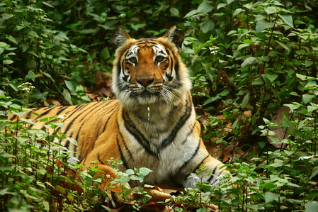 Calling Out U.S. Trade Illegality: India’s Silence & Global Response
