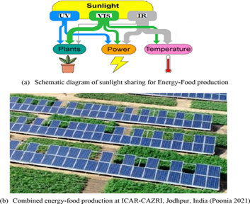 Agriphotovoltaics: A Dual Solution for Food and Energy