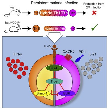 TR1 Cells Hold Key to Malaria Reinfection Immunity