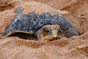 Kurma Mela: Olive Ridley Turtle Nesting
