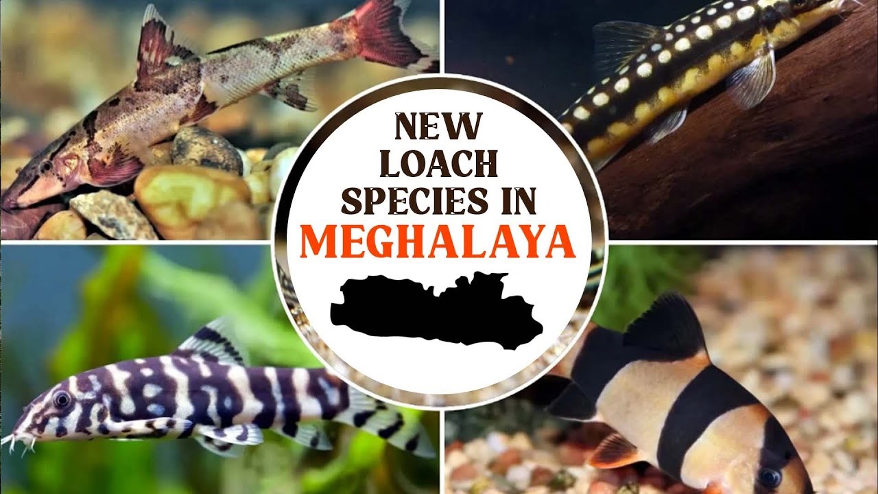 New Troglophile Loach Species Found in Meghalaya Cave