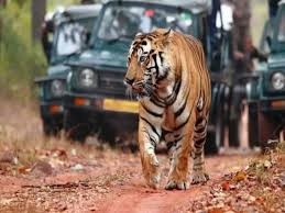 SC Panel Recommends Reforms in Tiger Reserves