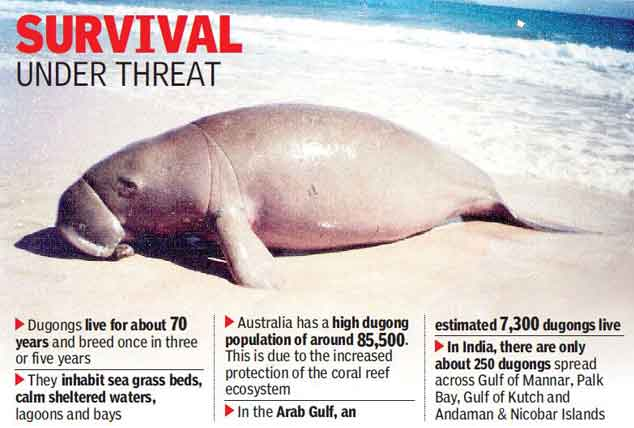 Dugongs in Danger: Protecting India's Sea Cows