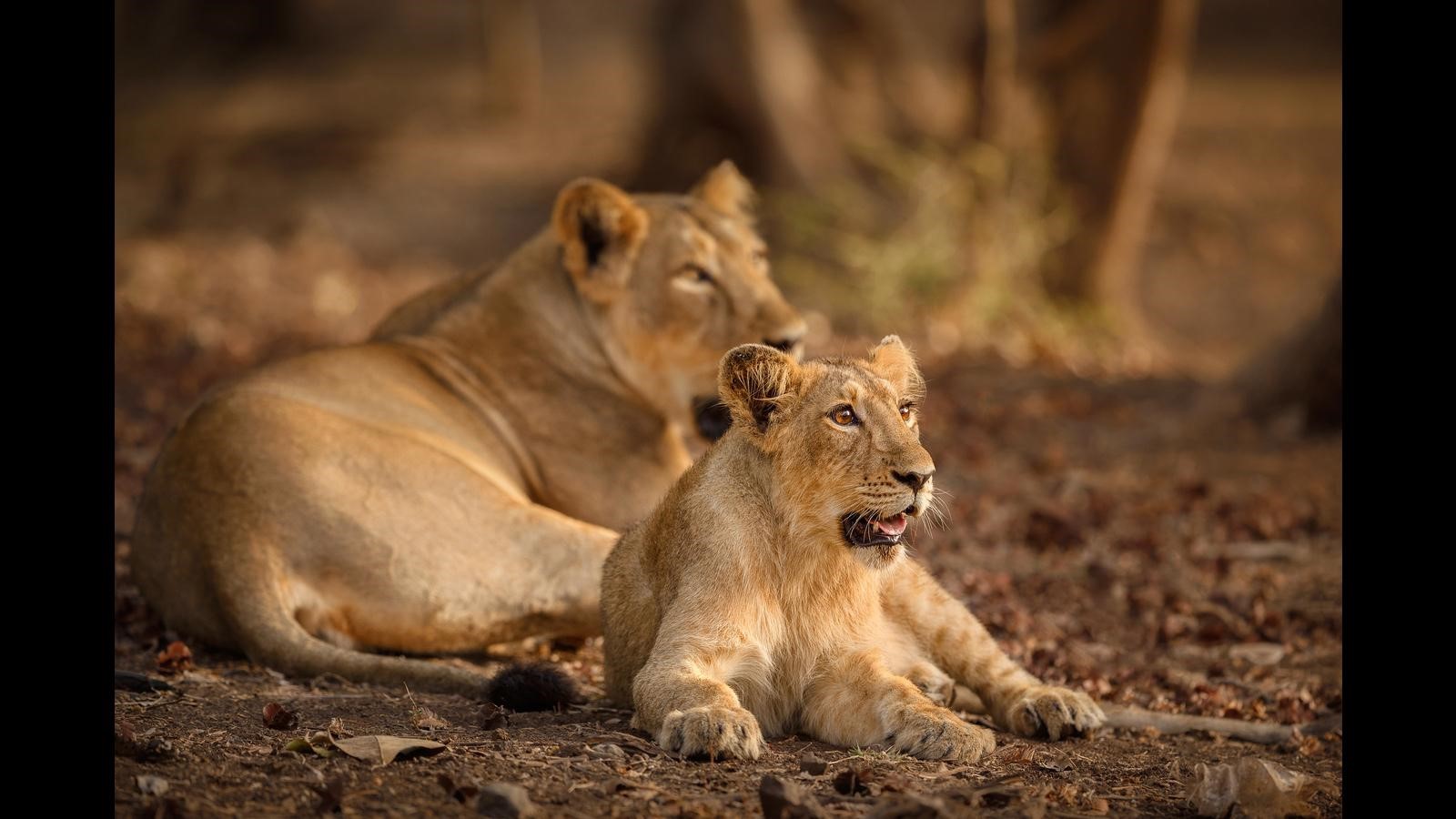 Gujarat's Lion Census Shows Record Population Growth