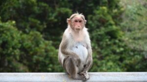 Kerala Plans Sterilisation of Bonnet Macaques