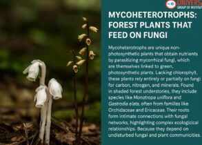 Mycoheterotrophs: The Hidden Forest Plants That Feed on Fungi
