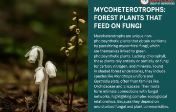 Mycoheterotrophs: The Hidden Forest Plants That Feed on Fungi