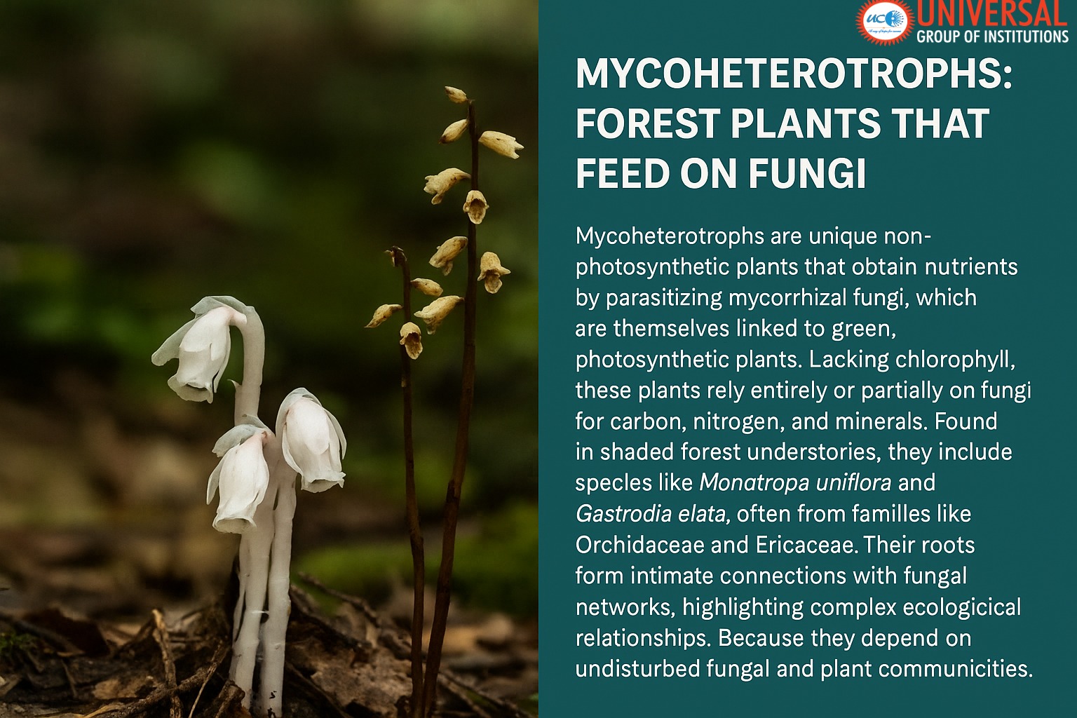Mycoheterotrophs: The Hidden Forest Plants That Feed on Fungi