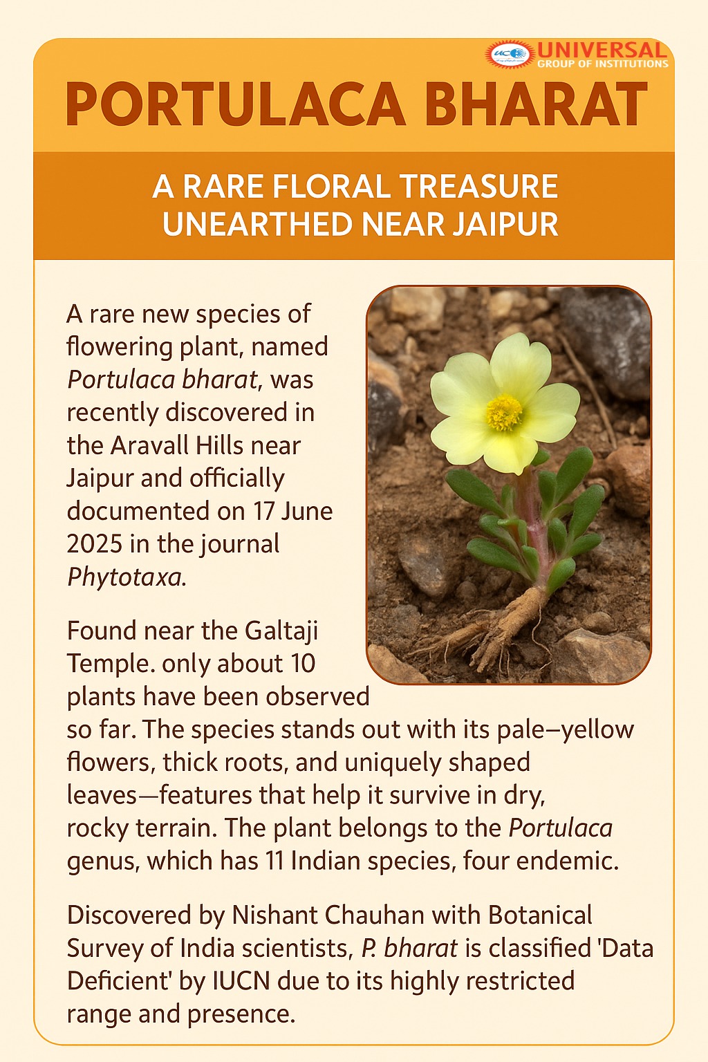 Rare Portulaca Bharat Flower Found in Rajasthan