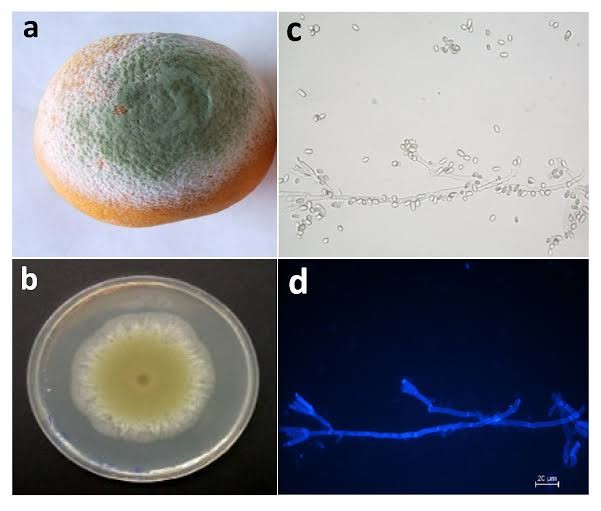 FUNGICIDE-DRIVEN DRUG RESISTANCE IN CANDIDA TROPICALIS