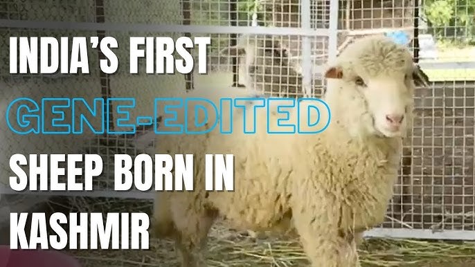 India's First Gene-Edited Sheep Born in Kashmir: A Milestone in Agricultural Innovation