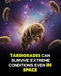 Studying Tardigrades' Space Survival and Resilience