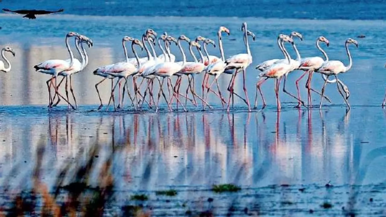 Two Rajasthan Wetlands Gain International Ramsar Recognition