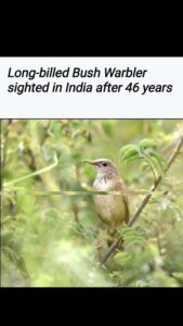 Long-billed Bush Warbler Spotted After 46 Yrs