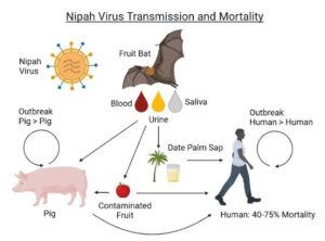 Nipah Virus Resurfaces in Kerala: Fresh Cases Alert