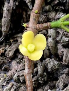 New Garcinia Species Found in Assam Named After Mother
