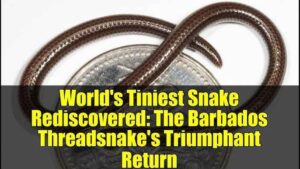 Barbados Threadsnake Rediscovered After 20 Years