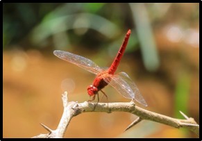 Ice Age Dragonfly Rediscovered in Western Ghats