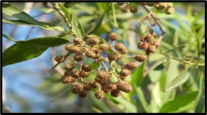 SC Panel Urges Ban on Invasive Conocarpus Trees