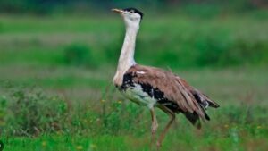 Great Indian Bustard Conservation Efforts 2025