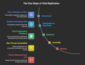 The Five Steps of Viral Replication