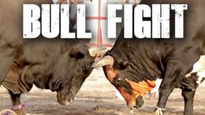 Goa Bullfights Controversy: Tradition vs Legalisation