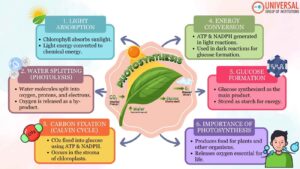 Photosynthesis: Key Steps & Importance for UPSC