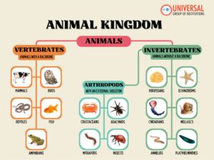 Animal Kingdom Flowchart: Classification for UPSC