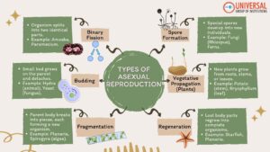 Types of Asexual Reproduction: UPSC Science Basics