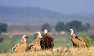 India’s First Vulture Conservation Portal Assam
