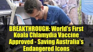 Australia Approves First Koala Chlamydia Vaccine
