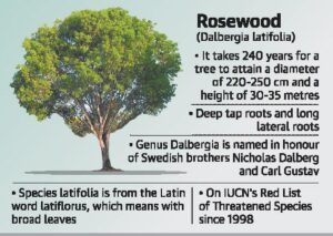 Rosewood Density Lowest in Tamil Nadu: Report 2025