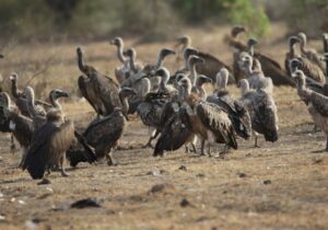 Environmental Impact & Conservation of Indian Vultures