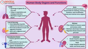 Human Body Organs & Functions | Biology UPSC GS