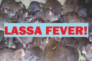 Lassa Fever Death Toll Reaches 172 in Nigeria 2025