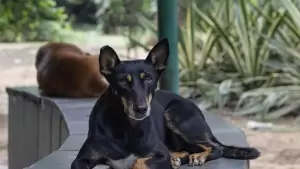 Supreme Court Criticizes States on Stray Dog Order