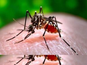 Pakistan Declares Nationwide Dengue Health Emergency