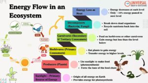 Energy Flow in Ecosystem: Food Chain & Trophic Levels