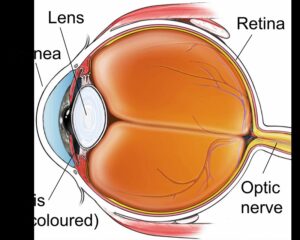 Govt Boosts Cornea Transplants: New Rules 2025