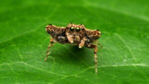 New Jumping Spider Species Found Karnataka