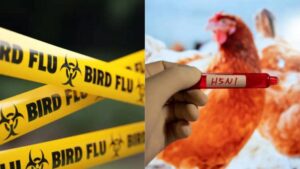 Japan Faces Third Bird Flu Outbreak in 2025
