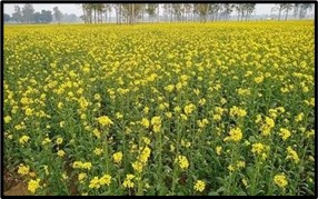 India Nears Approval for Gene-Edited Mustard