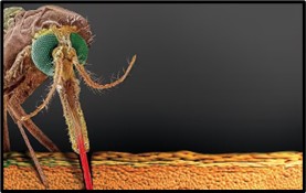 Invasive Mosquito Hits India’s Malaria Goals