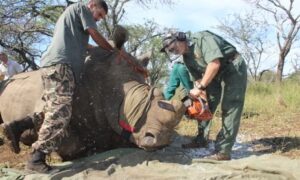 Rhino Dehorning As Anti-Poaching Tool