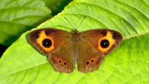 Kerala Leads India in Butterfly Diversity